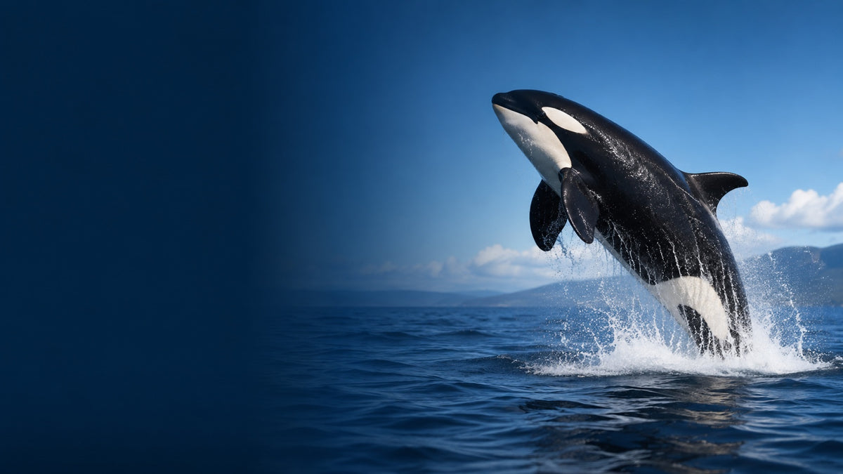 Praktische NorthOrca Produkte für alltägliche Probleme